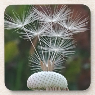 Delicate Dandelion Seeds  Coaster