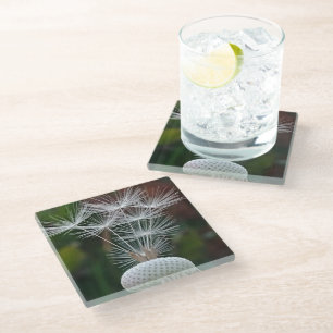 Delicate Dandelion Seeds  Glass Coaster