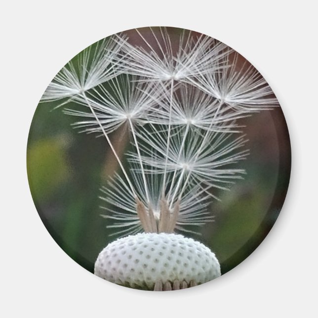Delicate Dandelion Seeds  Magnet (Front)