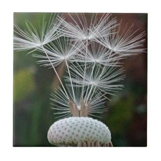 Delicate Dandelion Seeds  Tile