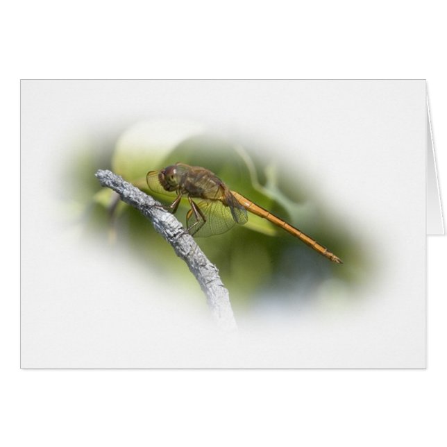 Delicate Dragonfly (Front Horizontal)