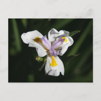 delicate flower postcard