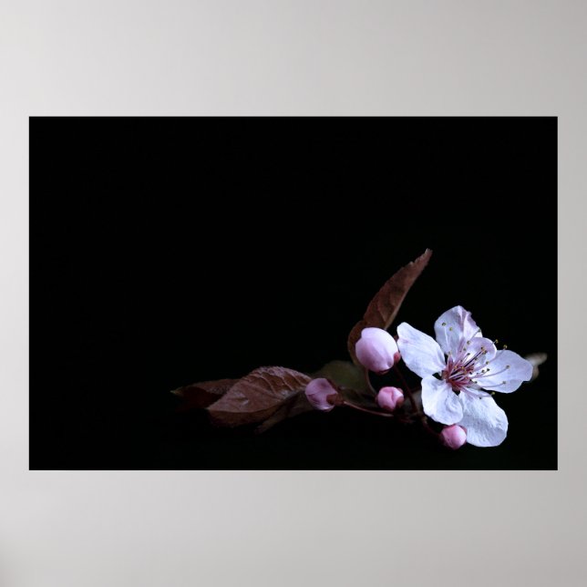Delicate Flower Poster (Front)