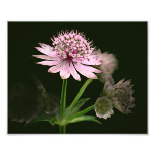 Delicate Flowers 8x10 Photo Print