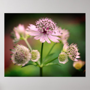 Delicate Flowers Poster