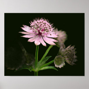 Delicate Flowers Poster