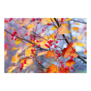 Delicate hawthorn berries in autumn photo print