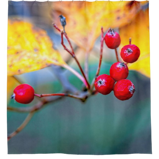 Delicate hawthorn berries in autumn shower curtain (Front)