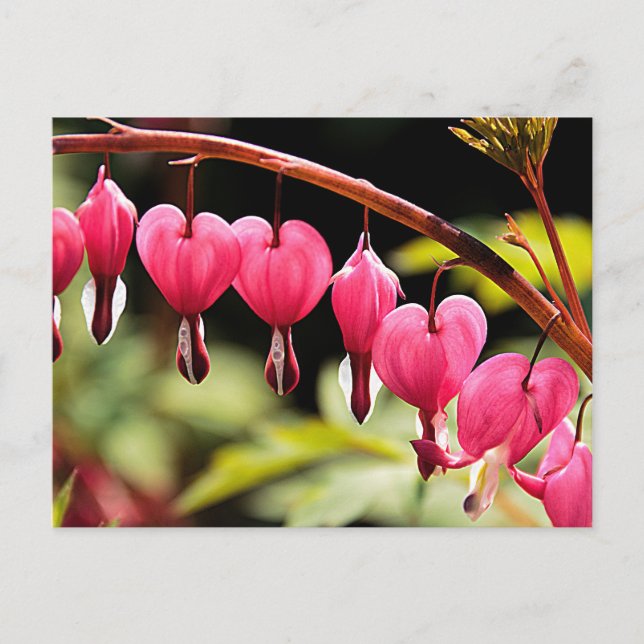 Delicate hearts waiting postcard (Front)