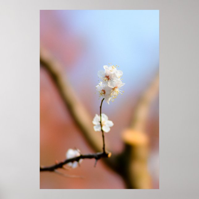 Delicate Japanese Apricot Blossoms Poster (Front)