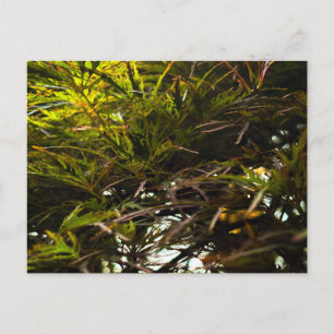 Delicate Japanese Maple Foliage Close Up Postcard