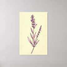 Delicate Lavender Sprig on Cream Backdrop 