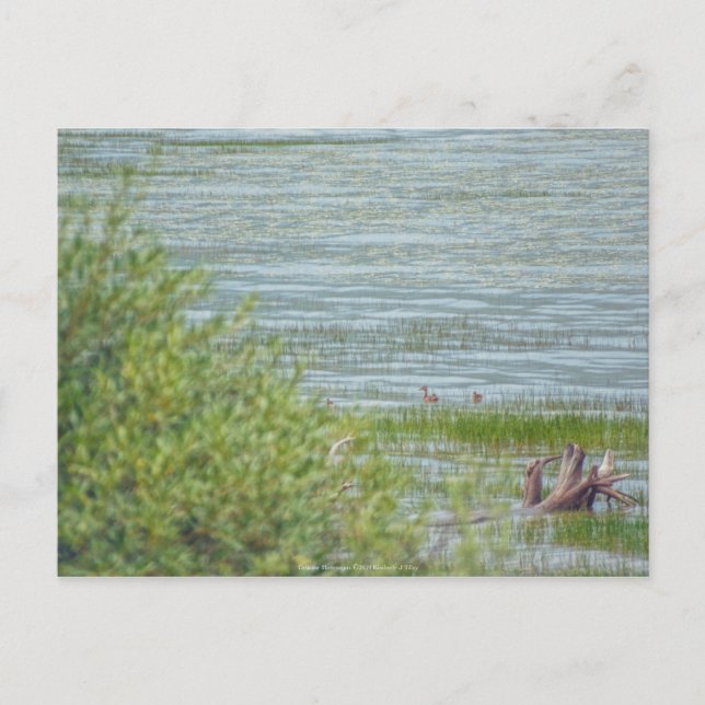 Delicate Movement Postcard (Front)