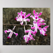 Delicate Orchid Blossoms Wall Art 28x22 Poster