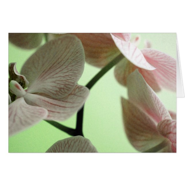 Delicate Orchids (Front Horizontal)