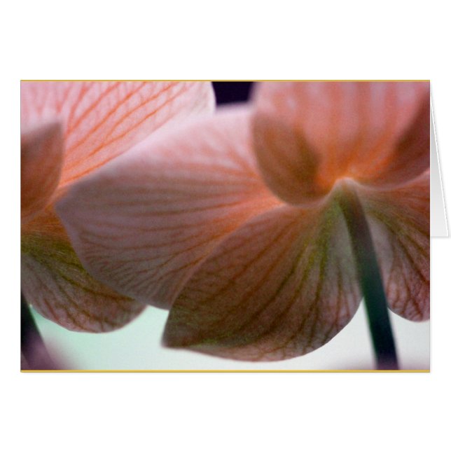 Delicate Orchids (Front Horizontal)