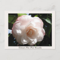 Delicate Pale Pink Camellia