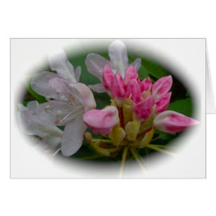 Delicate Pink Azaleas
