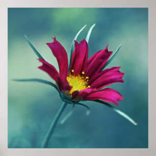 Delicate Pink Cosmos Flower Macro Abstract on Blue Poster