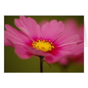 Delicate Pink Floral