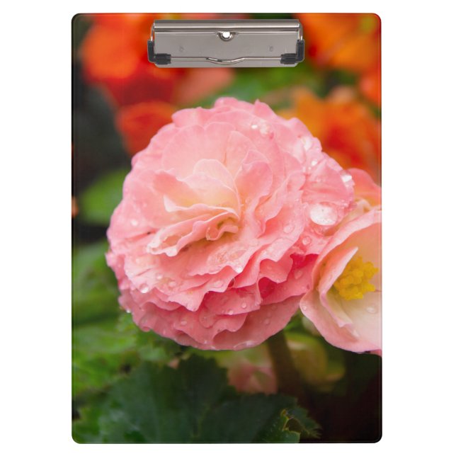 Delicate pink flower after the rain  clipboard (Front)