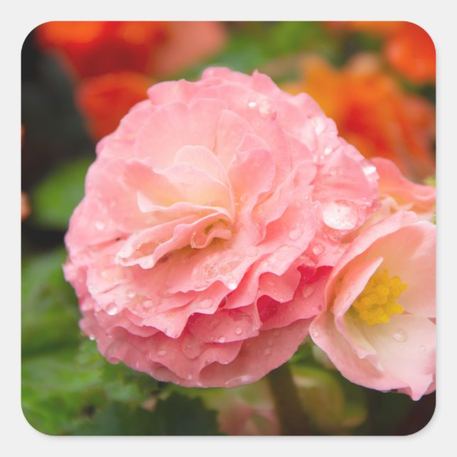 Delicate pink flower after the rain    square sticker (Front)