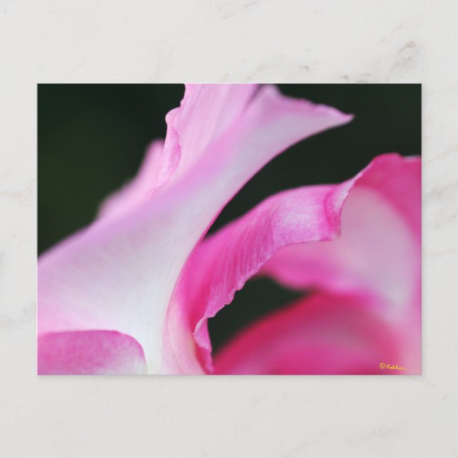 Delicate Pink Flower Petals Work of Art Postcard (Front)