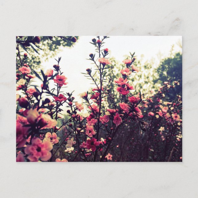 Delicate Pink Flowers Postcard (Front)