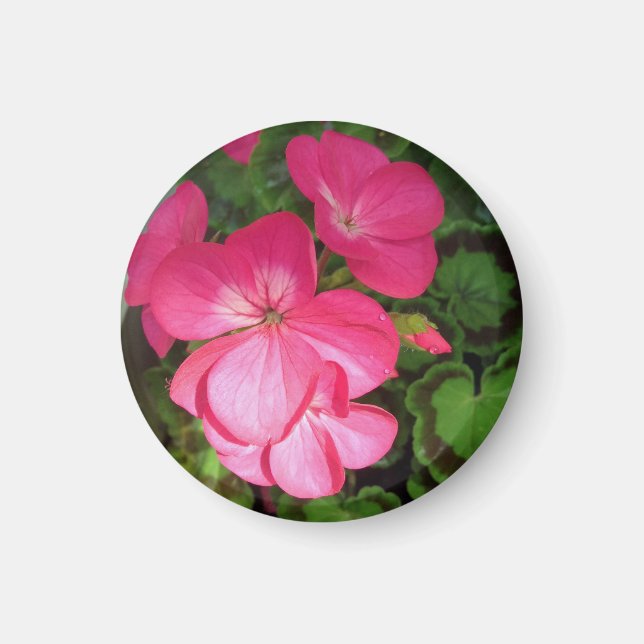Delicate Pink Geranium With Waterdrops Photo  Magnet (Front)