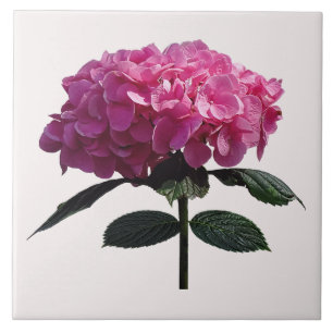 Delicate Pink Hydrangea Tile