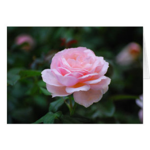 Delicate Pink Rose