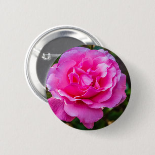Delicate pink rose. 6 cm round badge