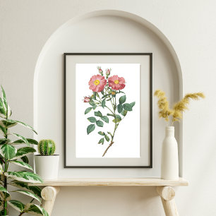 Delicate Pink Rose Botanical Illustration Poster