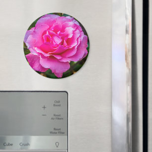 Delicate pink rose. magnet