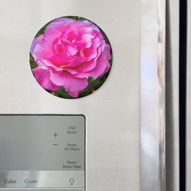Delicate pink rose. magnet (In Situ (Fridge))