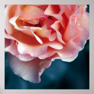 Delicate Pink Rose Petals Macro Abstract Poster