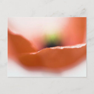 Delicate Poppy Postcard