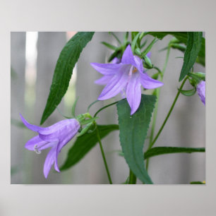 Delicate Purple Lily Flowers Poster