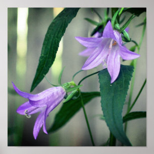 Delicate Purple Lily Flowers  Poster