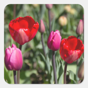 Delicate red and purple tulips square sticker