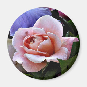 Delicate Rose Magnet