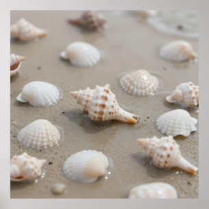 Delicate Seashells Beach Serenity Poster