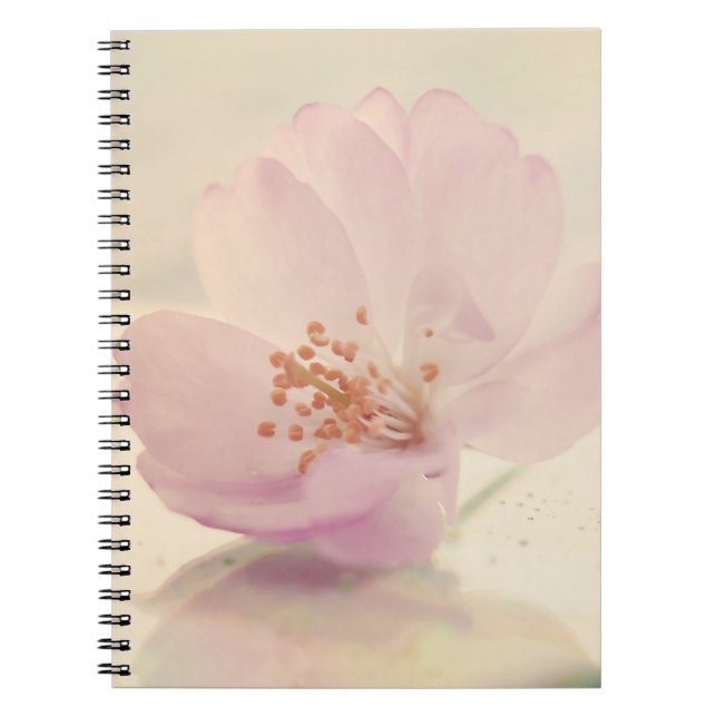 Delicate Soft Pink Cherry Blossom Flower Spiral Notebook (Front)