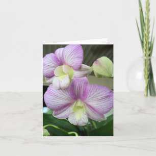 Delicate white and purple orchid blank  note card