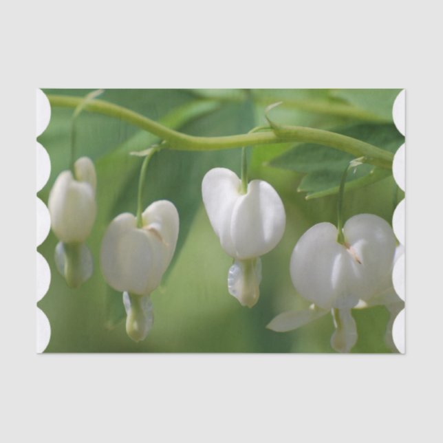 Delicate White Bleeding Heart Tissue Paper (Front)