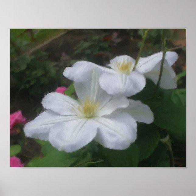 Delicate White Clematis Flower Art Photo Painting Poster (Front)