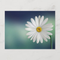 Delicate White Daisy