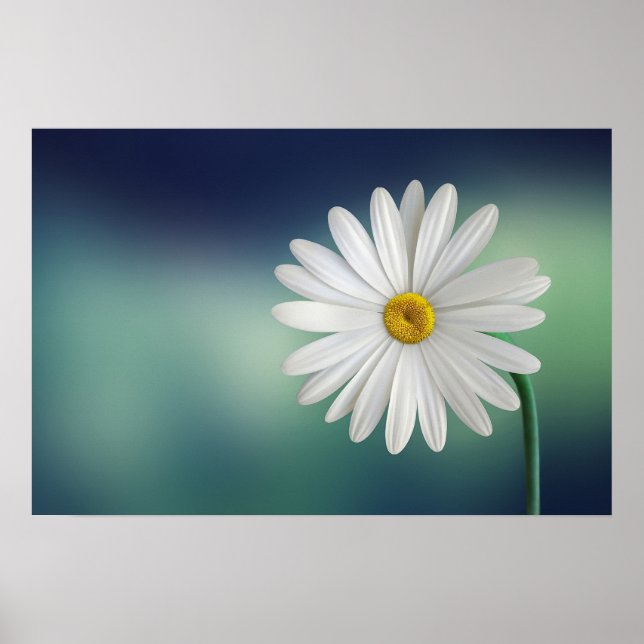 Delicate White Daisy Poster (Front)