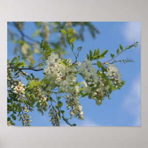 Delicate White Locust Blossom Flowers Blue Sky Poster