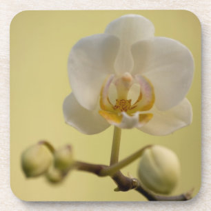 Delicate White Orchid Coaster